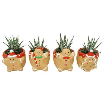 Haworthia fasciata 'Big Band'