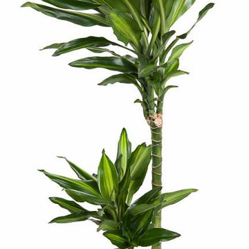 Dracaena fragrans CINTHO