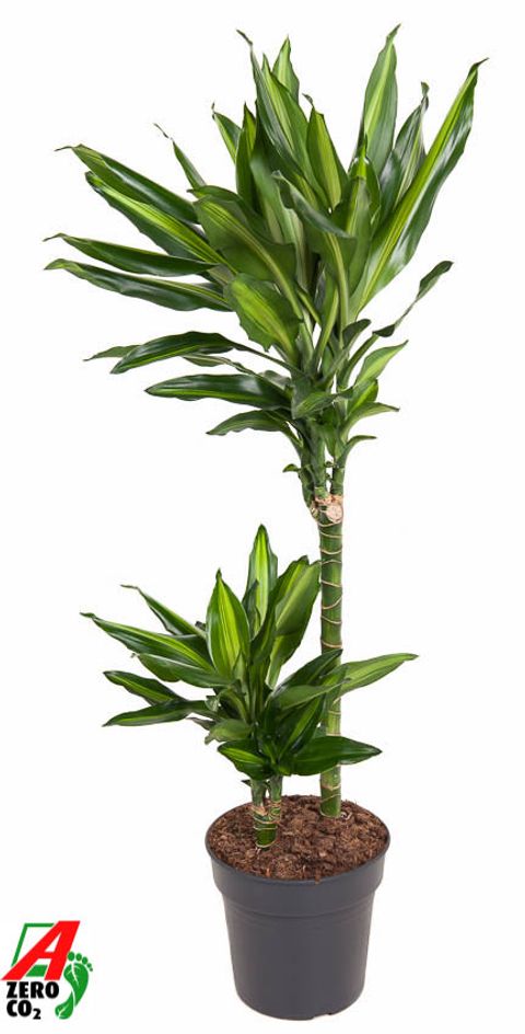 Dracaena fragrans CINTHO