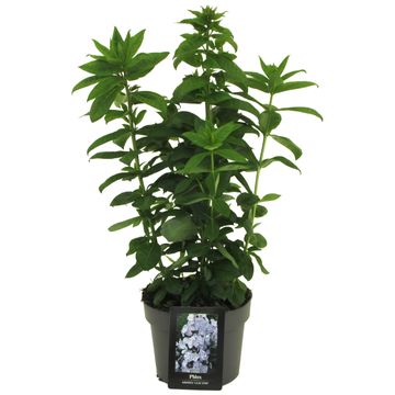 Phlox PINK EYE FLAME