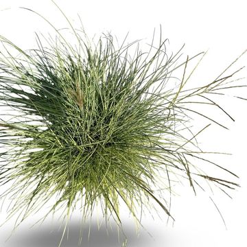 Miscanthus sinensis 'Adagio'