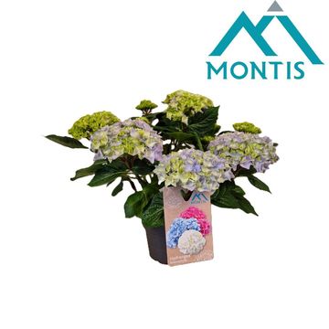 Hydrangea macrophylla HI RIVER BLUE
