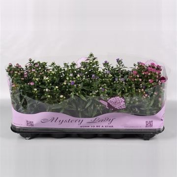 Aster MYSTERY LADY MIX