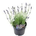 Lavandula angustifolia 'Hidcote'