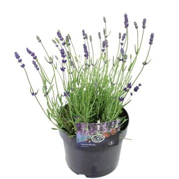 Lavandula angustifolia 'Hidcote'