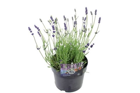 Lavandula angustifolia 'Hidcote'