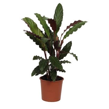 Calathea rufibarba 'Wavestar'