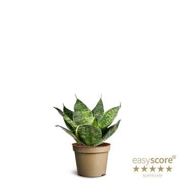 Sansevieria trifasciata 'Green Hahnii'