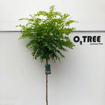 Robinia pseudoacacia 'Umbraculifera'