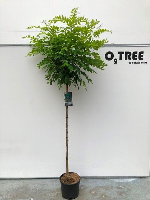 Robinia pseudoacacia 'Umbraculifera'