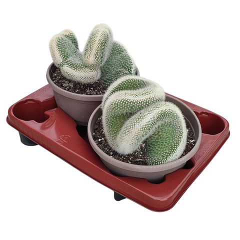 Mammillaria spinosissima pilcayensis cristata