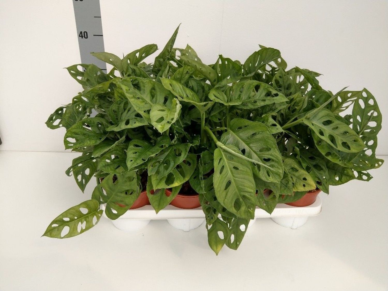Monstera obliqua 'Leichtlinii'  Grossiste en Plantes FlorAccess