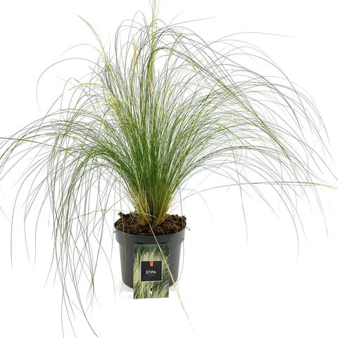 Stipa tenuissima 'Ponytails'