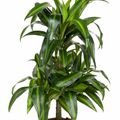 Dracaena fragrans 'Hawaiian Sunshine'