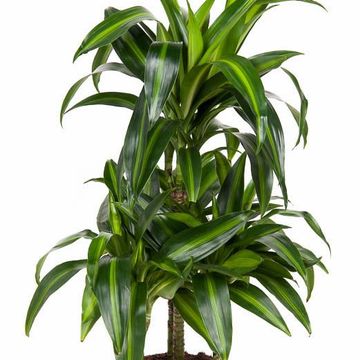 Dracaena fragrans 'Hawaiian Sunshine'