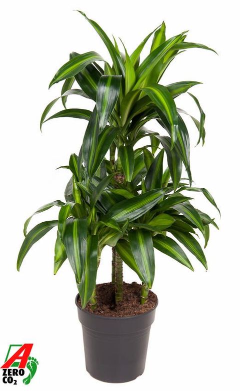 Dracaena fragrans 'Hawaiian Sunshine'