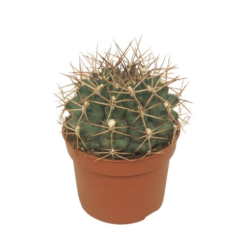 Gymnocalycium schickendantzii delaetii