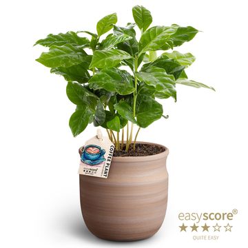 Coffea arabica