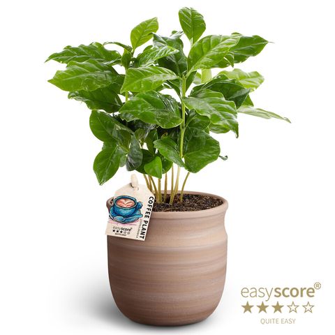 Coffea arabica