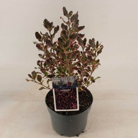 Coprosma repens ECLIPSE