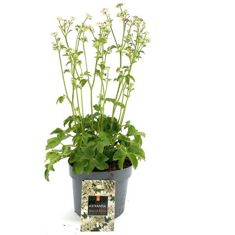 Astrantia major 'Star of Billion'