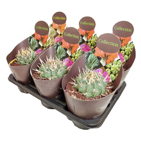 Stenocactus coptonogonus