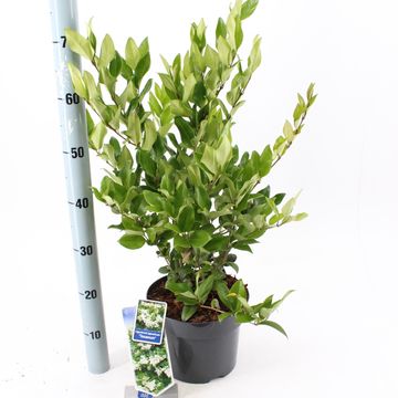 Ligustrum japonicum 'Тексанум'