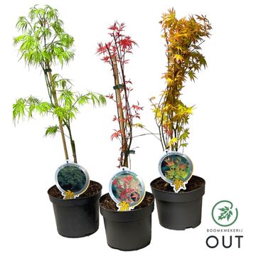 Acer palmatum MIX