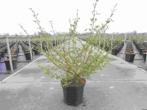 Viburnum plicatum 'Mariesii'