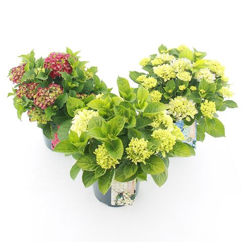 Ortensie Hydrangea Macrophylla - Mix Di 3 Piante In Vaso 9cm, Altezza 25-40cm - Foto 12