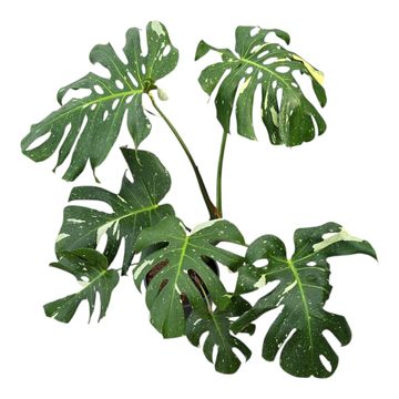 Monstera 'Thai Constellation'