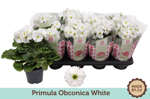 Primula obconica 'Touch Me White'