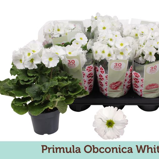 Primula obconica 'Touch Me White'