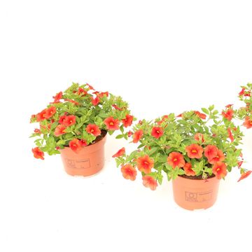 Calibrachoa MINIFAMOUS ORANGE