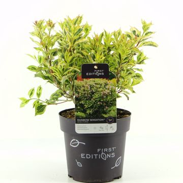 Weigela florida RAINBOW SENSATION