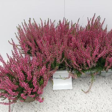 Calluna vulgaris GARDEN GIRLS FRANCA