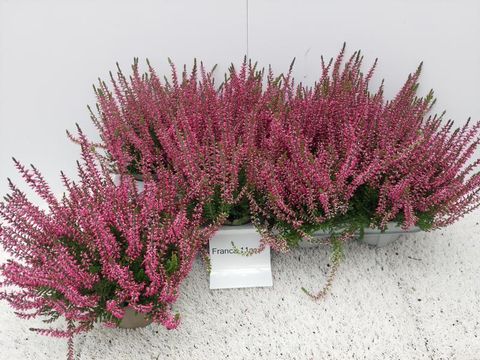 Calluna vulgaris GARDEN GIRLS FRANCA