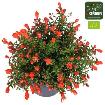 Punica granatum 'Unica'