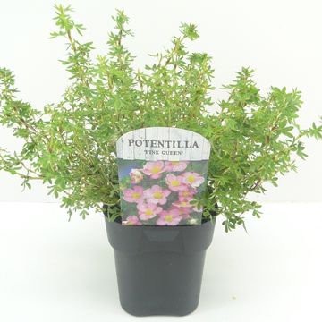 Potentilla fruticosa 'Pink Queen'