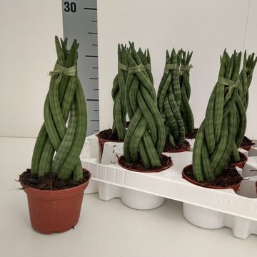 Sansevieria cylindrica 'Braid'