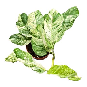 Rhaphidophora 'Indo. Variegata'