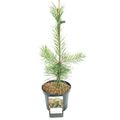 Pinus sylvestris 'Candlelight'