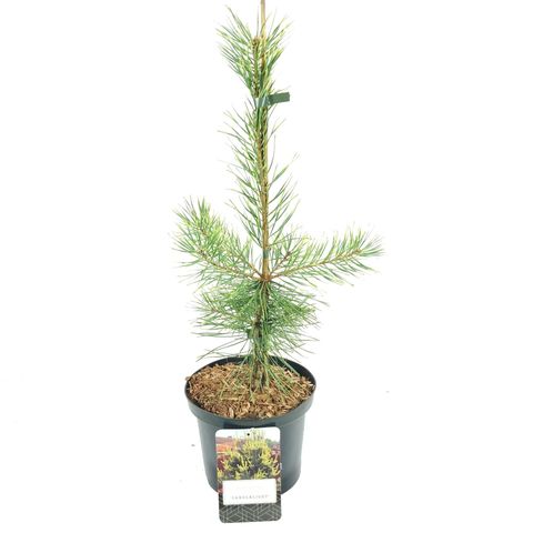 Pinus sylvestris 'Candlelight'