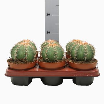 Melocactus matanzanus