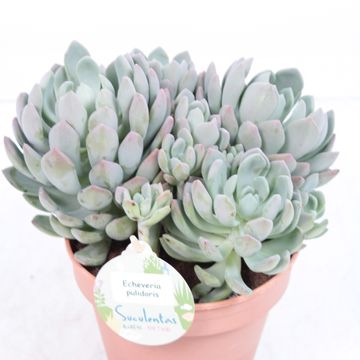 Echeveria pulidonis