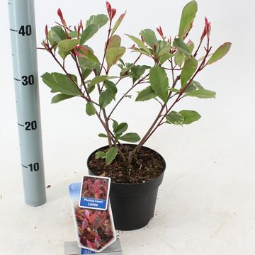 Photinia x fraseri LOUISE