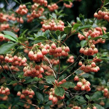 Enkianthus campanulatus