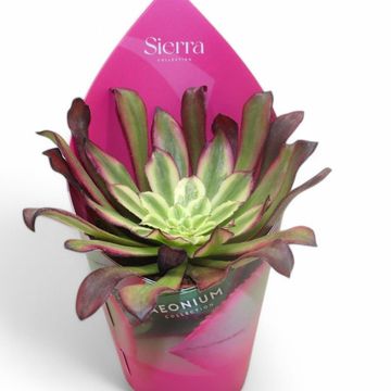 Aeonium 'Mardi Gras'