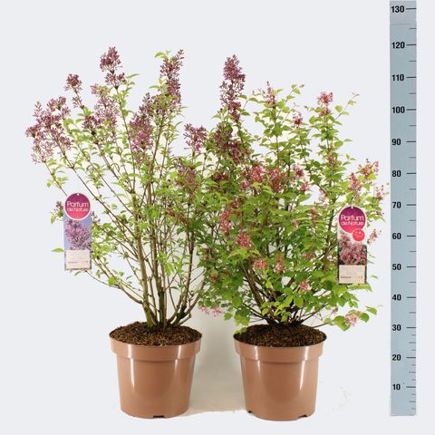 Syringa MIX