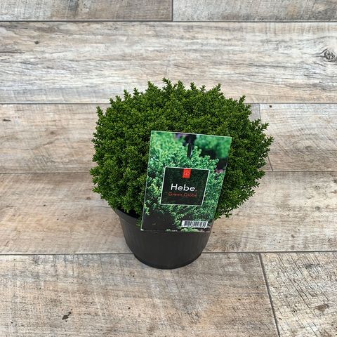 Hebe 'Emerald Gem'